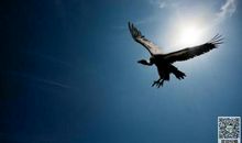 假如我是一只自由飞翔的小鸟_600字