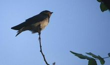 假如我是一只小小鸟_100字