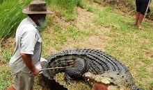 丛林鳄鱼突击队