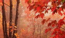 高三写景作文：秋天的香山（二）_600字