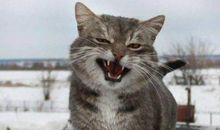 我所喜爱的小动物——猫_1200字