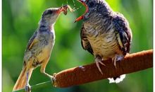 假如我是一只乌鸦_700字