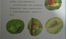 我发现了蜗牛的秘密_900字