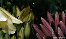 [7月渴望]我渴望的芬芳_1200字