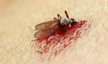 我发现了蚊子吸血的秘密_500字