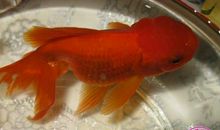 我喜欢我家的小金鱼_400字