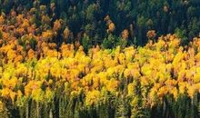 [秋天的童话]秋景_100字