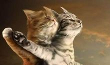 机灵的小猫_450字