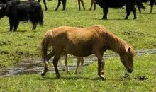 关于战争的成语—风马牛不相及