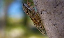 奋力求生的蝉_700字