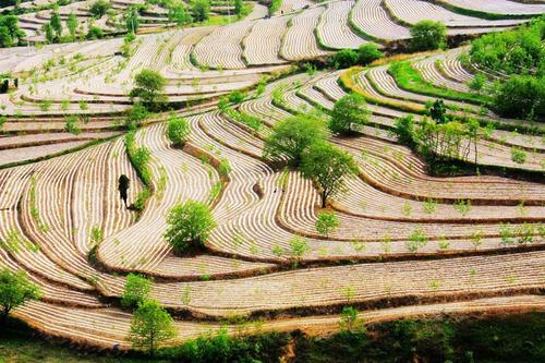 我终于到了美丽的露台，我一直去，我们站在观景台上，如此酷舒适，远离露台，峁，沟，沟壑交叉脱位，构成一个复杂的神奇地形，一层绿色重叠，重复，充满希望和奇迹，真的很漂亮...露台的田野，远离世俗的倾角，远离喧嚣的烟雾，在淡淡的云，烟雾，仙女的故事和古代奥秘，有我的梦想 ...