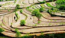 游哭泉梯田_1000字