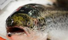 困在冰里的鱼_900字