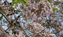 梧桐花开_1000字