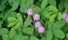 绿意中的含羞草_650字