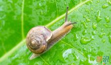 蜗牛的发现_900字