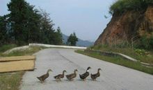 蚯蚓和小鸭_500字