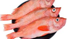 亡鱼已然深海殁-楔子_600字