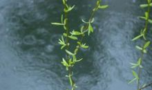 假如我是一场春雨_150字