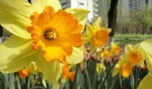 我喜欢水仙花_600字