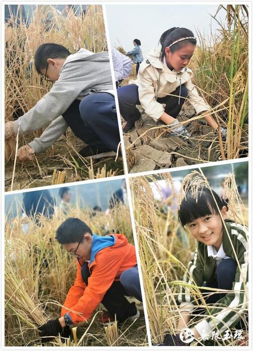 [叙事]秋季·共享稻·研究农民_1200字