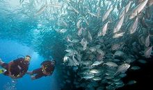 难忘的芭雅岛浮潜_650字