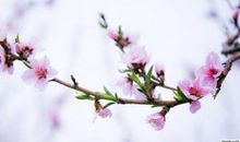 美丽的桃花_350字