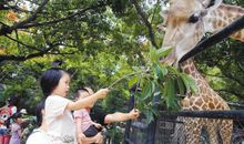 游玩动物园_500字