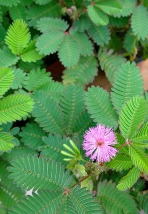 mimosa _750字