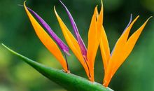 天堂没有花_1500字