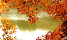 枫叶的美丽_250字