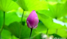 我喜欢荷花_450字