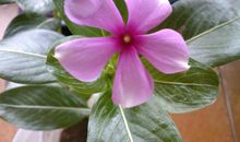 四季交响曲_650字