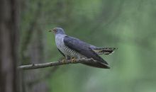 宿醉离愁慢髻鬟，六铢衣薄惹轻寒，慵红闷翠掩青鸾。