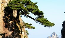 黄山奇松_400字
