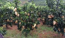 为学杯A组 打柚子_650字