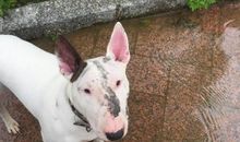 我是一只小母狗_550字