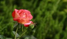 我是大自然中的一员——月季花_550字