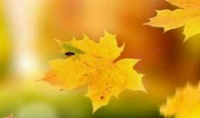 我是一片落叶_650字