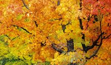 卧牛山的秋天_200字