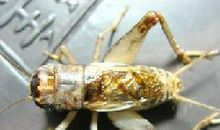 虫王--第九章巧遇母斗蟋_500字