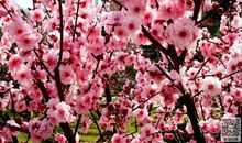 关于梅花的作文：梅的品质（二）_350字