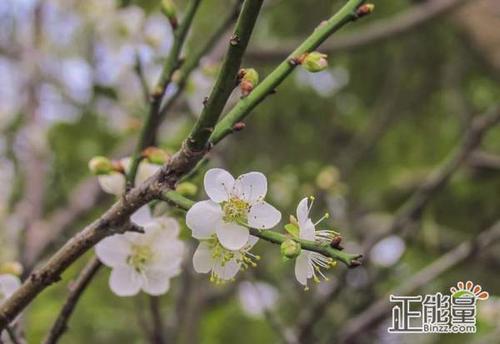 用李子组成：夏天梅花_550字