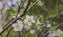 关于梅花的作文：夏天的梅花_550字