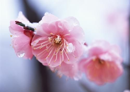 用李子组成：梅花盛开的世界_1200字