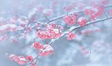 关于梅花的作文：喜欢的梅花（二）_400字