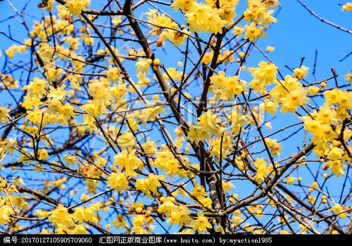 用李子组成：强骨肉_350字