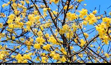 关于梅花的作文：坚强的腊梅_350字