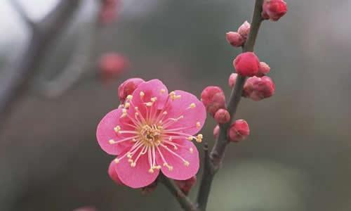 李子上的组成：强烈的李子开花_700字