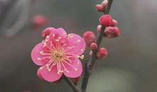 关于梅花的作文：坚强的梅花_700字